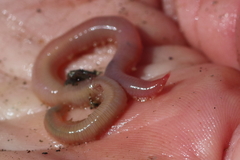 Glyceridae