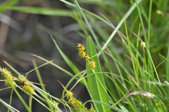 Carex sterilis