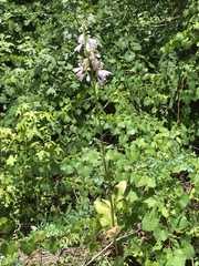 Physostegia digitalis
