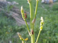 Crioceris quinquepunctata