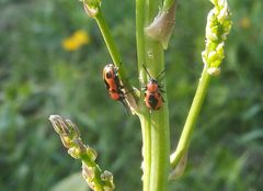 Crioceris quinquepunctata