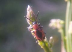 Crioceris quinquepunctata