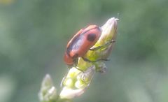 Crioceris quinquepunctata