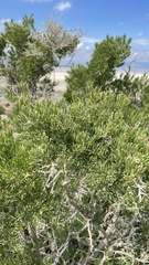 Grayia spinosa