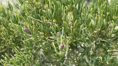 Grayia spinosa