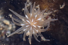 Aulactinia incubans
