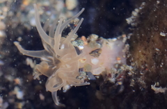 Aulactinia incubans
