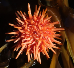 Mesocentrotus franciscanus