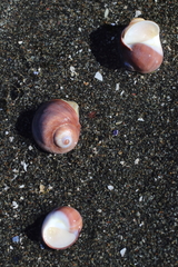 Cryptonatica aleutica