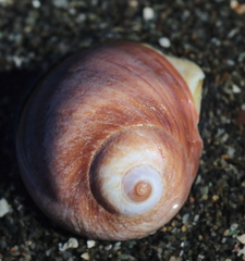 Cryptonatica aleutica