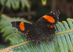 Daedalma dinias