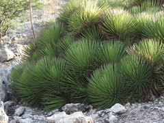 Agave stricta