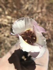 Calochortus argillosus