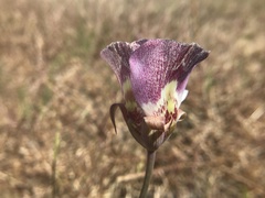 Calochortus argillosus