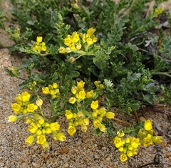 Rorippa subumbellata