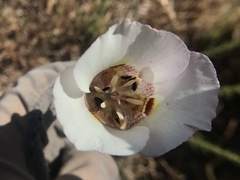 Calochortus argillosus