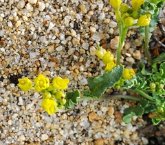 Rorippa subumbellata