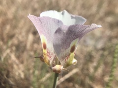 Calochortus argillosus