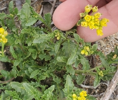 Rorippa subumbellata