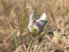 Calochortus argillosus