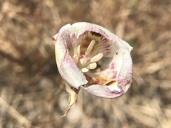 Calochortus argillosus
