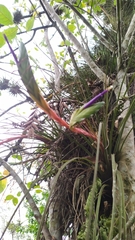 Tillandsia tricolor