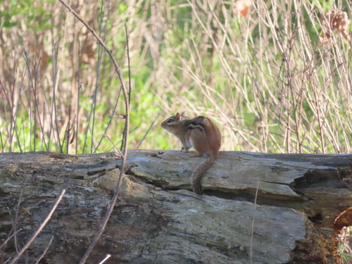 Eastern Chipmunk photographed in Wisconsin
