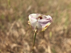 Calochortus argillosus
