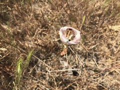 Calochortus argillosus
