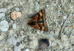 Heliothis ononis