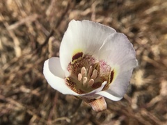 Calochortus argillosus