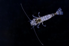 Philocheras australis