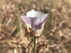 Calochortus argillosus