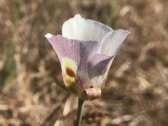 Calochortus argillosus