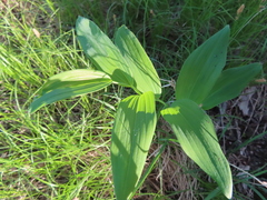 Polygonatum biflorum