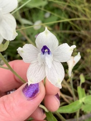 Delphinium pavonaceum