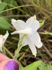 Delphinium pavonaceum