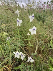 Delphinium pavonaceum