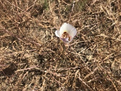 Calochortus argillosus