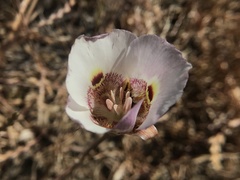 Calochortus argillosus