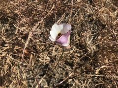 Calochortus argillosus