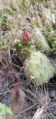 Opuntia × columbiana