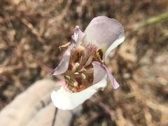 Calochortus argillosus