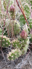 Opuntia × columbiana