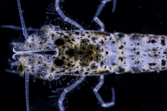 Philocheras australis