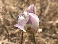 Calochortus argillosus