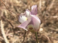 Calochortus argillosus
