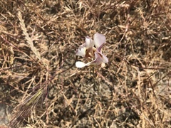 Calochortus argillosus