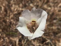 Calochortus argillosus