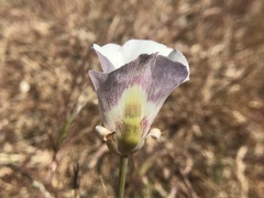 Calochortus argillosus